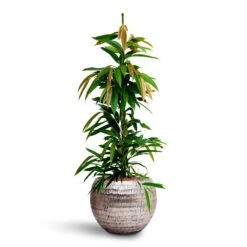 Ficus Amstel King - HydroCare 27 Ficus Amstel King - HydroCare -Plant Supplies Sale Ficus Amstel King HydrocultureOpus Hammered Globe Planter Silver