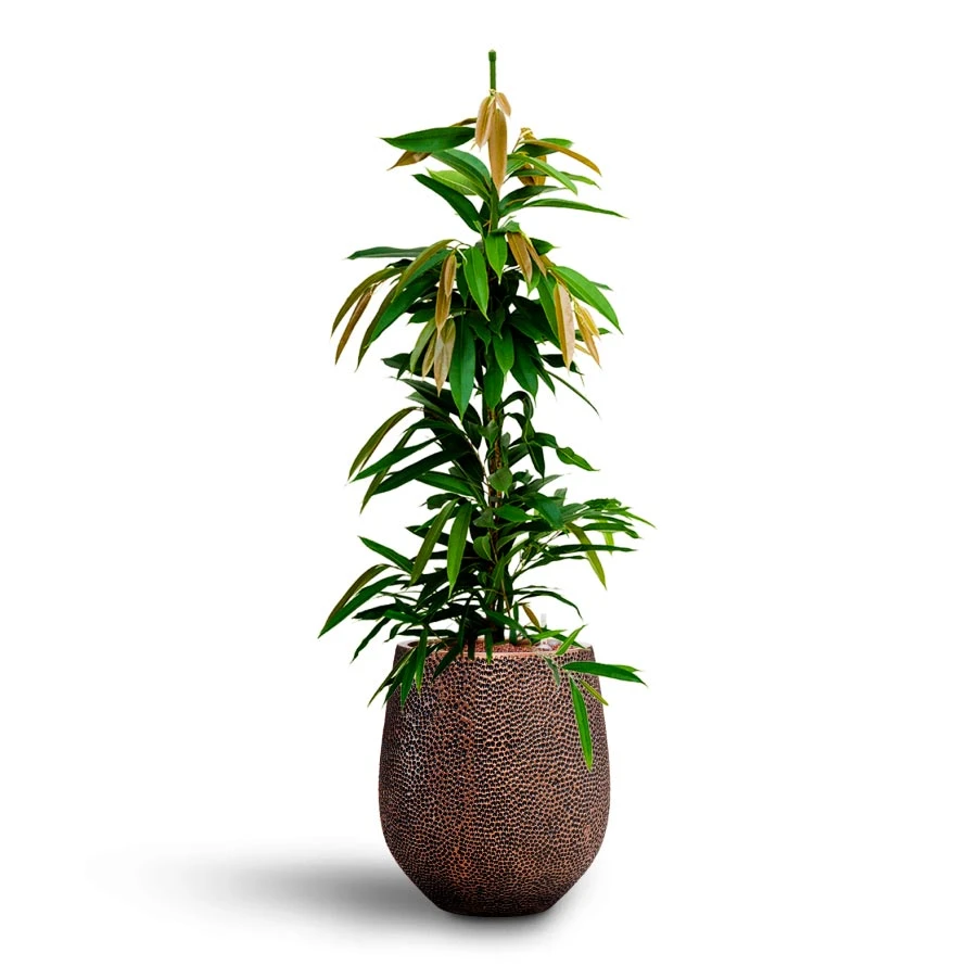 Ficus Amstel King - HydroCare 4 Ficus Amstel King - HydroCare - Image 4