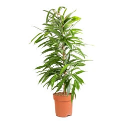 Ficus Amstel King - Narrow Leafed Fig -Plant Supplies Sale Ficus Amstel King Narrow Leafed Fig 21x90cm