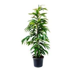 Ficus Amstel King - Narrow Leafed Fig -Plant Supplies Sale Ficus Amstel King Narrow Leafed Fig