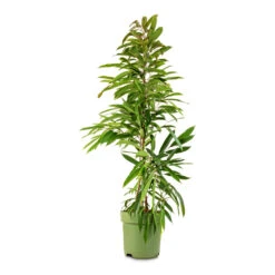 Ficus Amstel King - Narrow Leafed Fig -Plant Supplies Sale Ficus Amstel King Narrow Leafed Fig 27x125cm