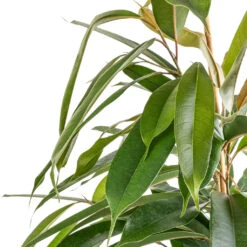 Ficus Amstel King - Narrow Leafed Fig -Plant Supplies Sale Ficus Amstel King Narrow Leafed Fig SWATCH