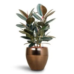 Amora Plant Pot - Black Gold -Plant Supplies Sale Ficus Elastica Abidjan Hydroculture Amora Couple Planter Gold 652e8645 3a18 4d89 ad82 7308d8f75646