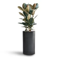 Solid Cylinder Planter - Dark Grey -Plant Supplies Sale Ficus Elastica Abidjan Hydroculture Basic Cylinder Planter Dark Grey 063f9e1e ae08 458b aced d7fcd27a3fde