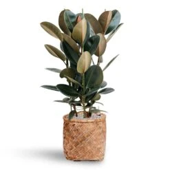 Zayn Bamboo Planter -Plant Supplies Sale Ficus Elastica Abidjan Hydroculture Bohemian Zayn Bamboo Planter 72ba1d80 b754 4372 87bf 5e68654e4bb2