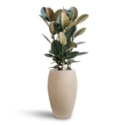 Raindrop Tall Balloon Planter - Stone -Plant Supplies Sale Ficus Elastica Abidjan Hydroculture Raindrop Emperor Planter Beige 0ba317e7 4945 48f8 9727 d36cb897e3d6