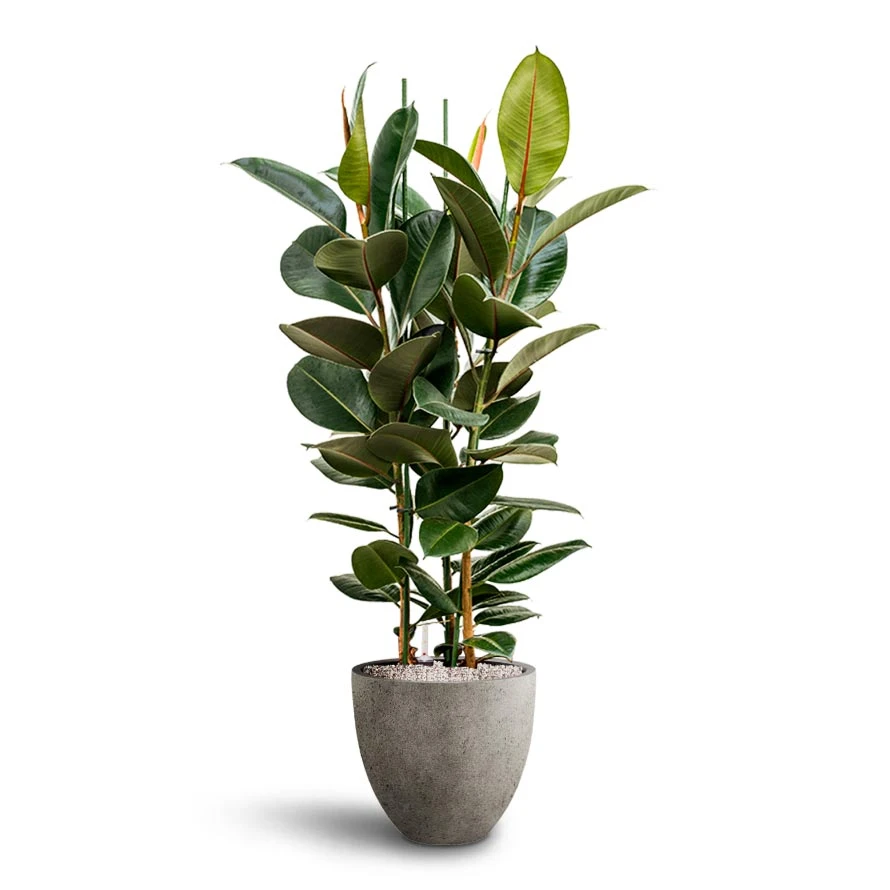 Ficus Elastica Robusta - Rubber Plant - HydroCare 10 Ficus Elastica Robusta - Rubber Plant - HydroCare - Image 10