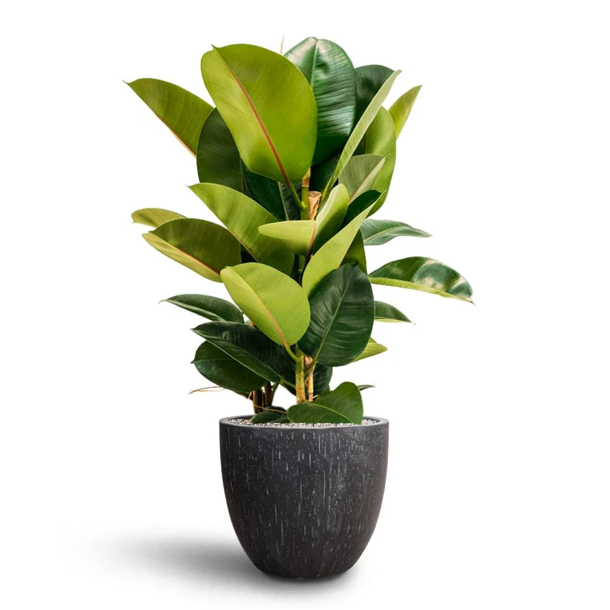 Ficus Elastica Robusta - Rubber Plant - HydroCare 15 Ficus Elastica Robusta - Rubber Plant - HydroCare - Image 15