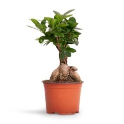 Ficus Ginseng - Indian Laurel -Plant Supplies Sale Ficus Ginseng Indian Laurel 12x30cm 2