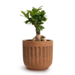 Ficus Ginseng - Indian Laurel -Plant Supplies Sale Ficus Ginseng Indian Laurel 12x30cm Duncan Plant Pot Rust 17x16cm 444c8f31 c116 4abb 866e 30683f58bc49
