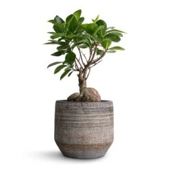 Ficus Ginseng - Indian Laurel -Plant Supplies Sale Ficus Ginseng Indian Laurel 12x30cm Norell Plant Pot Latte Lattice 15x13cm