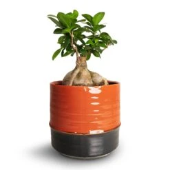 Ficus Ginseng - Indian Laurel -Plant Supplies Sale Ficus Ginseng Indian Laurel 15x35cm Marlijn Plant Pot Blush 19x18cm