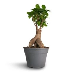 Ficus Ginseng - Indian Laurel -Plant Supplies Sale Ficus Ginseng Indian Laurel 17x40cm