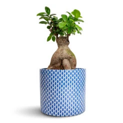 Lazzaro Plant Pot - Navy Garland -Plant Supplies Sale Ficus Ginseng Indian Laurel 17x40cm Lazzaro Plant Pot Navy Garland 18x16cm