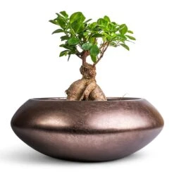 Ficus Ginseng - Indian Laurel -Plant Supplies Sale Ficus Ginseng Indian Laurel 17x40cm Metallic UFO Plant Bowl Matt Coffee 40x15cm
