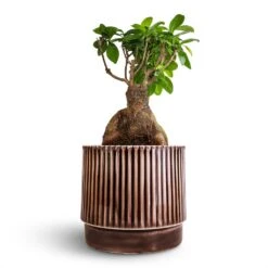 Ficus Ginseng - Indian Laurel -Plant Supplies Sale Ficus Ginseng Indian Laurel 17x40cm Nella Plant Pot Coffee 21x19cm
