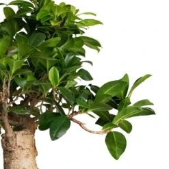 Ficus Ginseng - Indian Laurel -Plant Supplies Sale Ficus Ginseng Indian Laurel 22x45cm