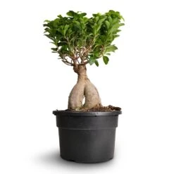 Ficus Ginseng - Indian Laurel -Plant Supplies Sale Ficus Ginseng Indian Laurel 22x45cm 3