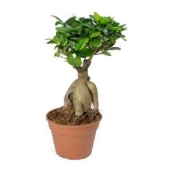 Ficus Ginseng - Indian Laurel -Plant Supplies Sale Ficus Ginseng Indian Laurel 40cm
