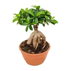 Ficus Ginseng - Indian Laurel -Plant Supplies Sale Ficus Ginseng Indian Laurel Large