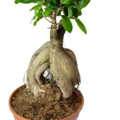 Ficus Ginseng - Indian Laurel -Plant Supplies Sale Ficus Ginseng Indian Laurel Roots 40cm