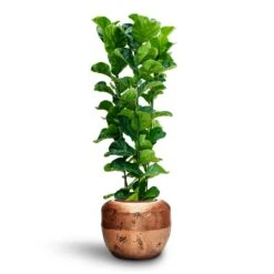 Ficus Lyrata Bambino - HydroCare -Plant Supplies Sale Ficus Lyrata Bambino Hydroculture Opus Raw Couple Planter Gold