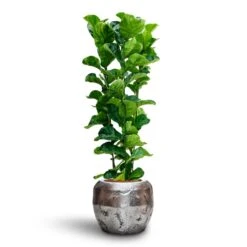 Opus Raw Couple Planter - Silver -Plant Supplies Sale Ficus Lyrata Bambino Hydroculture Opus Raw Couple Planter Silver