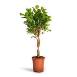 Ficus Moclame - Indian Laurel - Twisted Stem -Plant Supplies Sale Ficus Moclame Indian Laurel Twisted Stem 17x70cm