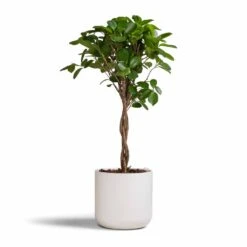 Ficus Moclame - Indian Laurel - Twisted Stem -Plant Supplies Sale Ficus Moclame Indian Laurel Twisted Stem 17x70cm Lisbon Plant Pot White 19x19cm b77925c5 a395 4255 b618 3920187b6a1a