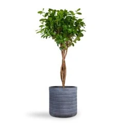 Angle Cylinder Plant Pot - Grey 9 Angle Cylinder Plant Pot - Grey -Plant Supplies Sale Ficus Moclame Indian Laurel Twisted Stem 23x110cm Angle Cylinder Plant Pot Grey 30x30cm