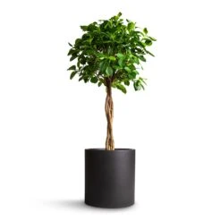 Max Refined Planter - Volcano Black -Plant Supplies Sale Ficus Moclame Indian Laurel Twisted Stem 23x110cm Max Refined Planter Volcano Black 29x29.5cm 5136b053 d131 4296 af73 dc7dc6521f22