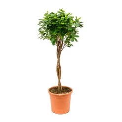 Ficus Moclame - Indian Laurel - Twisted Stem -Plant Supplies Sale Ficus Moclame Indian Laurel Twisted Stem 26x95cm