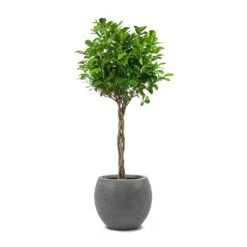 Abby Ball Plant Pot - Ridged Dark Grey -Plant Supplies Sale Ficus Moclame Indian Laurel Twisted Stem Abby Ball Plant Pot Ridged Dark Grey 4018ef54 acce 4998 8bb3 fc477060d8a3
