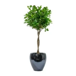 Amora Plant Pot - Anthracite Mirror -Plant Supplies Sale Ficus Moclame Indian Laurel Twisted Stem Amora Plant Pot Anthracite Mirror 6f5e6746 58d9 4b4e 97dc ce592bac9f00