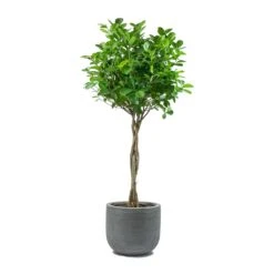 Cody Plant Pot - Ridged Dark Grey -Plant Supplies Sale Ficus Moclame Indian Laurel Twisted Stem Dice Plant Pot Ridged Dark Grey 0d35bbef 60ba 4e51 8fec 43e05c8b0828
