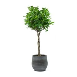 Esra Plant Pot - Mystic Grey -Plant Supplies Sale Ficus Moclame Indian Laurel Twisted Stem Esra Mystic Grey Plant Pot aef8bbf7 67bc 40d7 80c7 533afa89bc53