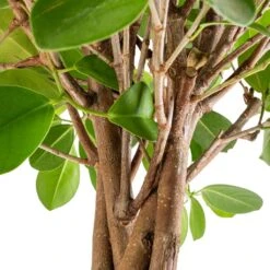 Ficus Moclame - Indian Laurel - Twisted Stem -Plant Supplies Sale Ficus Moclame Indian Laurel Twisted Stem SWACH 2