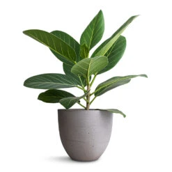 Coral Refined Planter - Clouded Grey -Plant Supplies Sale Ficus benghalensis Audrey Bengal Fig 14x45cm Coral Refined Planter Clouded Grey 18x15cm