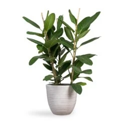 Angle Couple Plant Pot - White -Plant Supplies Sale Ficus benghalensis Audrey Bengal Fig 24x100cm Angle Couple Plant Pot White 30x28cm f4747d13 e617 47c7 bd19 1c194fd65e00