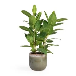 Tarra Plant Pot - Forest -Plant Supplies Sale Ficus benghalensis Audrey Bengal Fig 24x100cm Tarra Plant Pot Forest 29x25cm