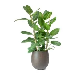 Grigio Balloon Plant Pot - Rusty Iron Concrete 9 Grigio Balloon Plant Pot - Rusty Iron Concrete -Plant Supplies Sale Ficus benghalensis Audrey Bengal Fig Balloon Planter Concrete Rusty Iron 1fc2ea76 af6f 42cf 96fe 0d86347e283f