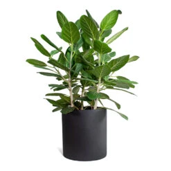 Max Refined Planter - Volcano Black -Plant Supplies Sale Ficus benghalensis Audrey Bengal Fig Max Refined Planter Volcano Black STL