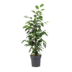 Ficus Benjamina Danielle - Weeping Fig - Branched -Plant Supplies Sale Ficus benjamina Danielle Weeping Fig Branched 14x55cm