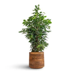 Helle Plant Pot - Natural -Plant Supplies Sale Ficus benjamina Danielle Weeping Fig Branched 21x90cm Helle Plant Pot Natural 26x25cm