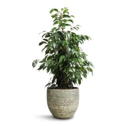 Ficus Benjamina Danielle - Weeping Fig - Branched -Plant Supplies Sale Ficus benjamina Danielle Weeping Fig Branched 21x90cm Rinca Plant Pot Shiny Green 29x26cm