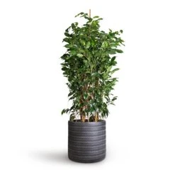 Ficus Benjamina Danielle - Weeping Fig - Branched -Plant Supplies Sale Ficus benjamina Danielle Weeping Fig Branched 27x120cm Angle Cylinder Plant Pot Anthracite 30x30cm