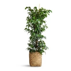 Ficus Benjamina Danielle - Weeping Fig - Branched -Plant Supplies Sale Ficus benjamina Danielle Weeping Fig Branched 27x130cm Zayn Bamboo Planter 31.5x33cm
