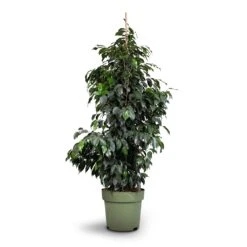 Ficus Benjamina Danielle - Weeping Fig - Branched -Plant Supplies Sale Ficus benjamina Danielle Weeping Fig Branched 27x130cm healed