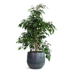Esra Plant Pot - Graphite 27 Esra Plant Pot - Graphite -Plant Supplies Sale Ficus benjamina Danielle Weeping Fig Branched Esra Plant Pot Graphite 09e18b98 73c6 467d 8f39 e9370f734219