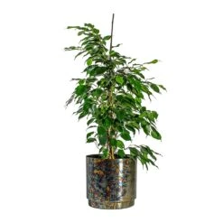 Ficus Benjamina Danielle - Weeping Fig - Branched -Plant Supplies Sale Ficus benjamina Danielle Weeping Fig Branched Minou Metal Plant Pots Set of 3 Copper Black